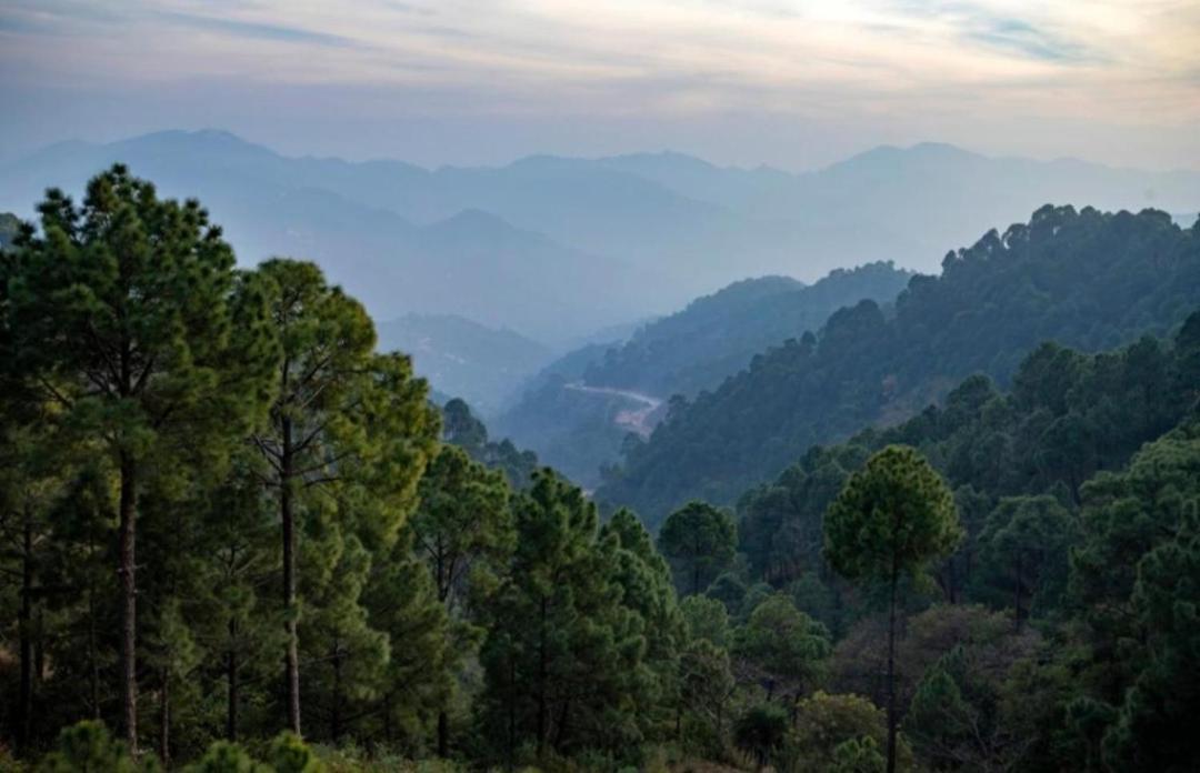 The Heritage Home Kasauli I Pine View Serviced Villa I Best Seller I Vacations I Family Events I Sky Bonfire I Kasauli By Exotic Stays Extérieur photo